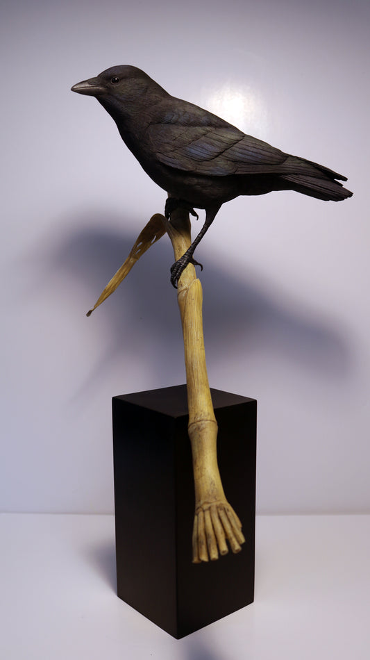 American Crow 1/2 size Carving Pattern, half-size (download)