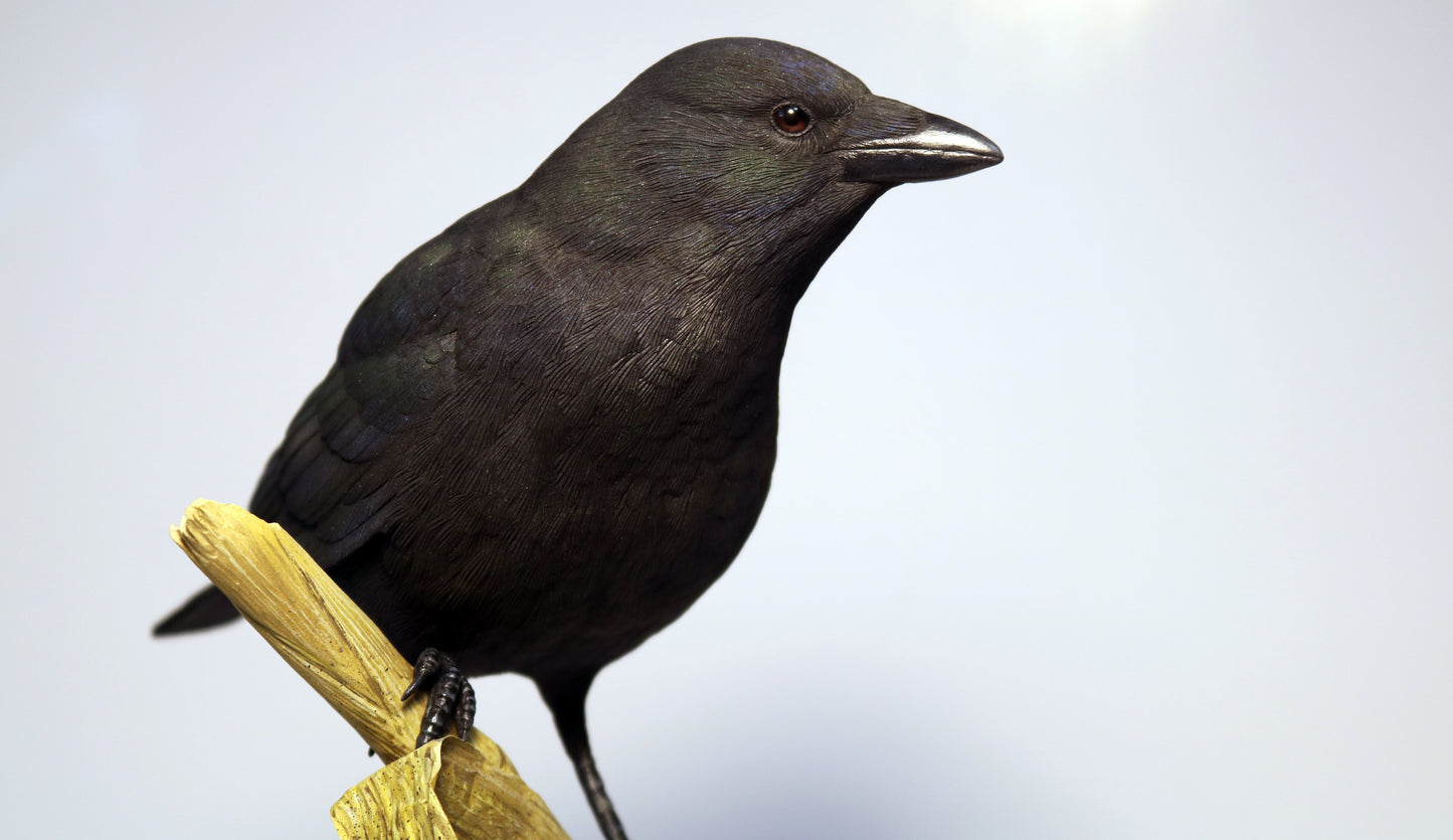 American Crow 1/2 size Carving Pattern, half-size (download)