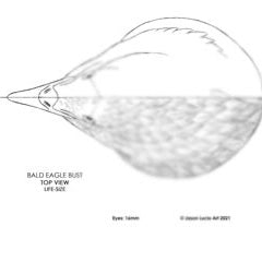 Bald Eagle Bust Carving Pattern, Life-size (download)