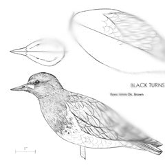 Black Turnstone Carving Pattern, Life-size (download)