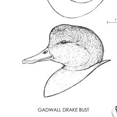 Gadwall Drake (low head) Bust Carving Pattern, Life-size (download)