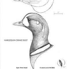 Harlequin Drake Bust Carving Pattern, Life-size (download)