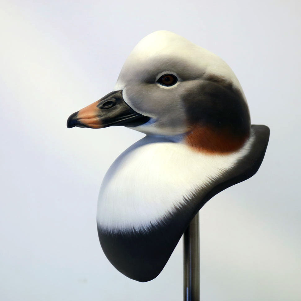Long-tailed Duck Bust Carving Pattern, Life-size (download)