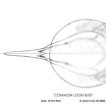 Common Loon Bust Carving Pattern, Life-size (download)