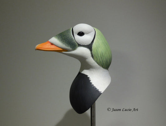 Spectacled Eider Drake Bust Carving Pattern, Life-size (download)
