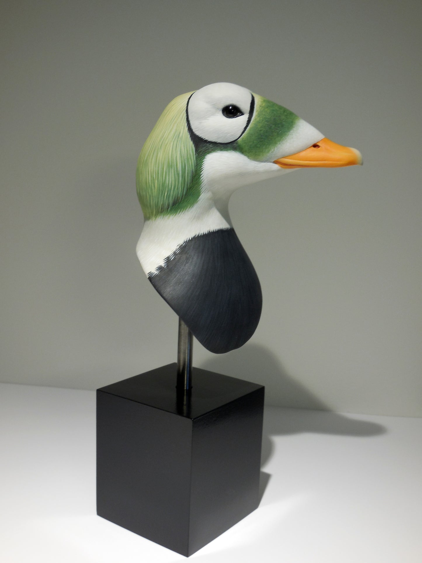 Spectacled Eider Drake Bust Carving Pattern, Life-size (download)