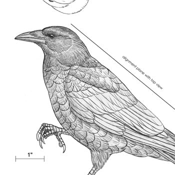 American Crow 1/2 size Carving Pattern, half-size (download)