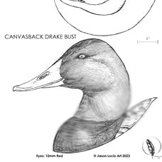 Canvasback Drake Bust Carving Pattern, Life-size (download)