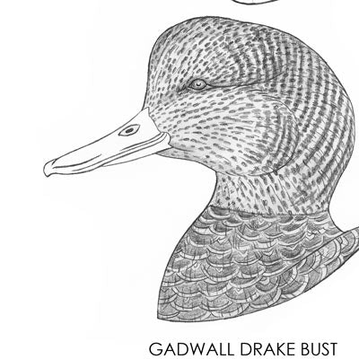 Gadwall Drake Bust Carving Pattern, Life-size (download)