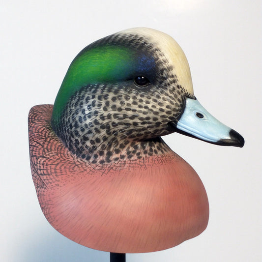 American Wigeon Drake Bust Carving Pattern, Life-size (download)