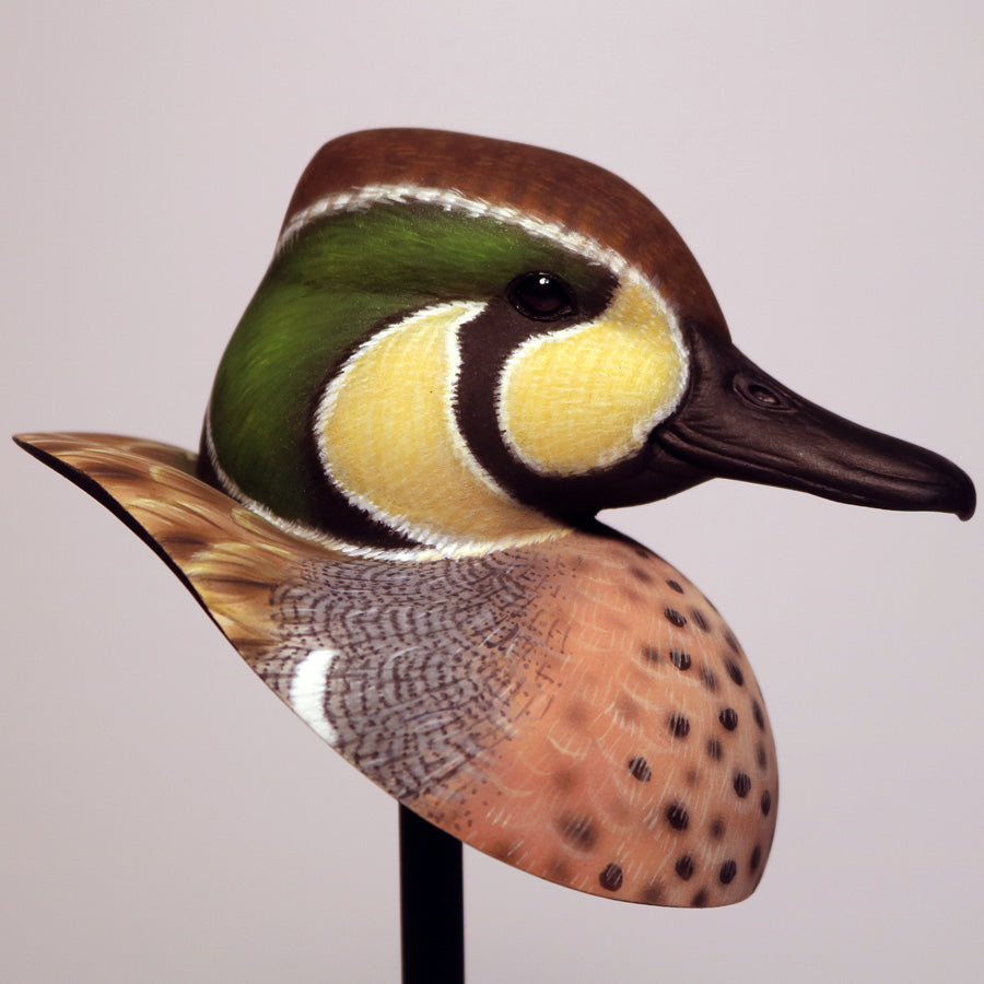 Baikal Teal Drake Bust Carving Pattern, Life-size (download)