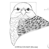Gyrfalcon Bust Carving Pattern, Life-size (download)