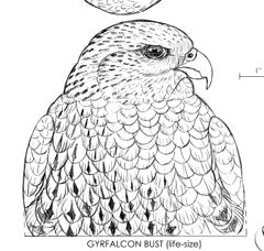 Gyrfalcon Bust Carving Pattern, Life-size (download)
