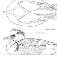 Smew Drake Decoy Carving Pattern, Life-size (download)