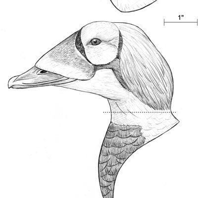 Spectacled Eider Drake Bust Carving Pattern, Life-size (download)