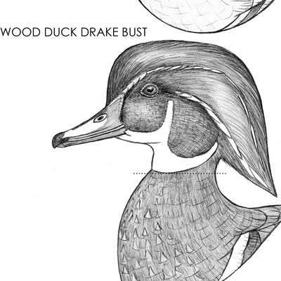Wood Duck Drake Bust Carving Pattern, Life-size (download)