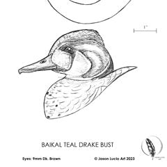 Baikal Teal Drake Bust Carving Pattern, Life-size (download)