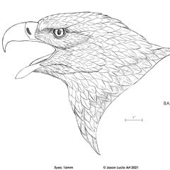 Bald Eagle Bust Carving Pattern, Life-size (download)