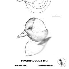 Bufflehead Drake Bust Carving Pattern, Life-size (download)