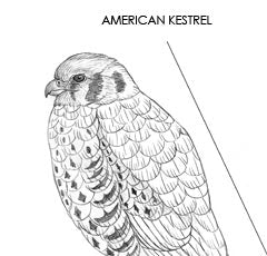 American Kestrel Carving Pattern, Life-size (download)