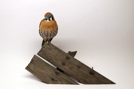 American Kestrel Carving Pattern, Life-size (download)