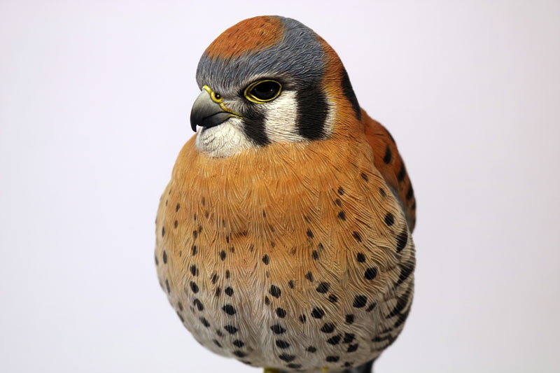 American Kestrel Carving Pattern, Life-size (download)