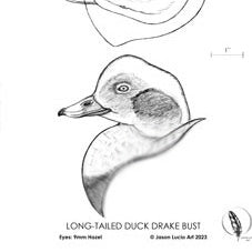 Long-tailed Duck Bust Carving Pattern, Life-size (download)