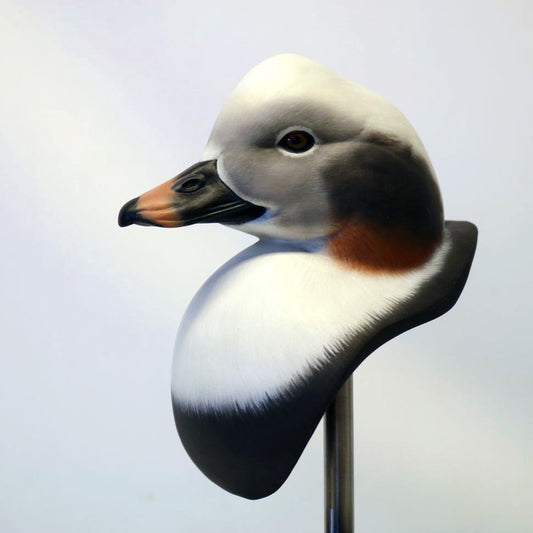 Long-tailed Duck Bust Carving Pattern, Life-size (download)
