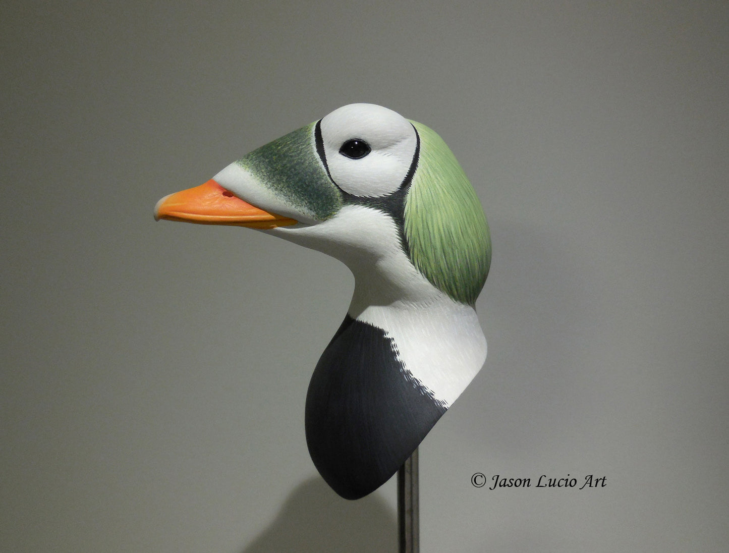 Spectacled Eider Drake Bust Carving Pattern, Life-size (download)