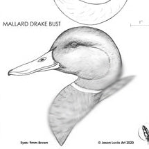 Mallard Drake Bust Carving Pattern, Life-size (download)