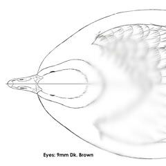 Ross' Goose Carving Pattern, Life-size (download)