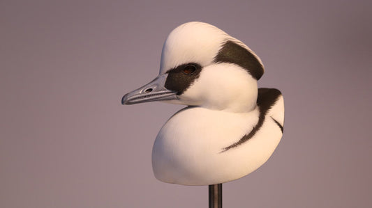 Smew Drake Bust Carving Pattern, Life-size (download)
