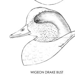 American Wigeon Drake Bust Carving Pattern, Life-size (download)