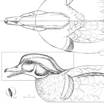 Wood Duck Drake Emerging From A Block of Wood Carving Pattern, Life-size (download)